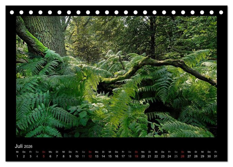 Produktbild: M&auml;rchenhafter Reinhardswald und Urwald Sababurg (Tischkalender 2026 DIN A5 quer), CALVENDO Monatskalender