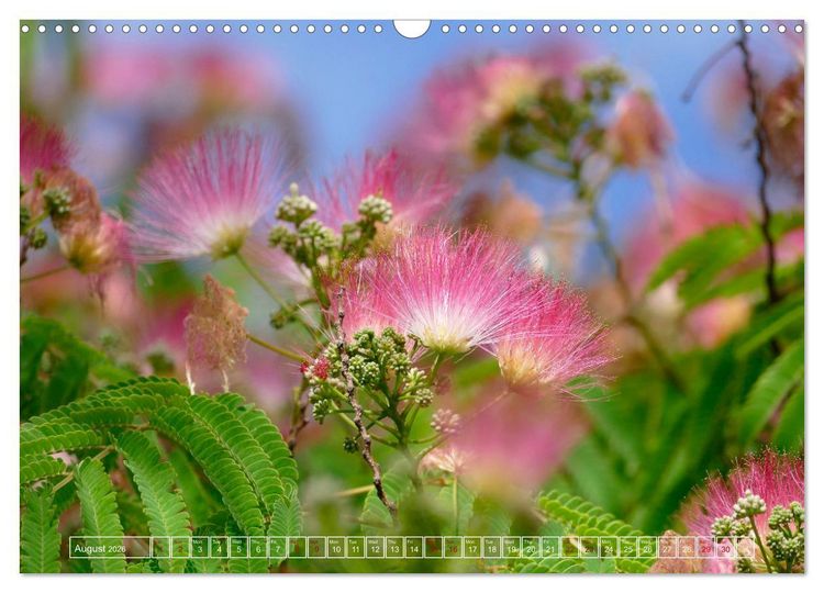 Produktbild: Blooming beauties (Wall Calendar 2026 DIN A3 landscape), CALVENDO 12 Month Wall Calendar