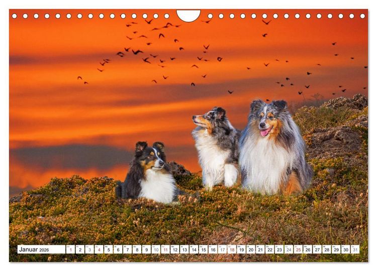 Produktbild: H&uuml;tehund der Shetland Inseln - Shetland Sheepdog (Wandkalender 2026 DIN A4 quer), CALVENDO Monatskalender