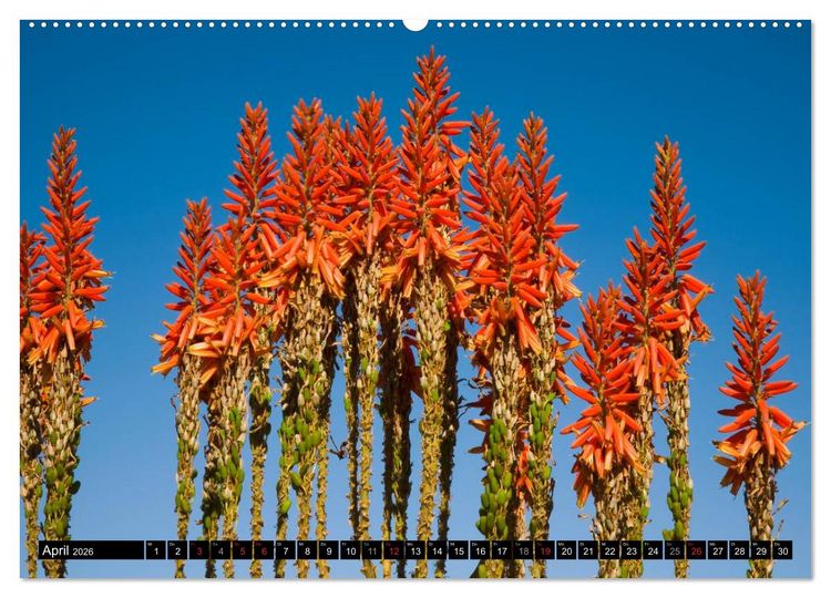Produktbild: Namib Naukluft Nationalpark. NAMIBIA 2026 (Wandkalender 2026 DIN A2 quer), CALVENDO Monatskalender