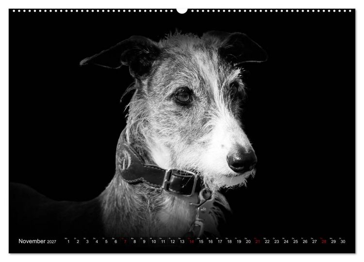 Produktbild: Galgo Espa&ntilde;ol - der spanische Windhund 2027 (Wandkalender 2027 DIN A2 quer), CALVENDO Monatskalender