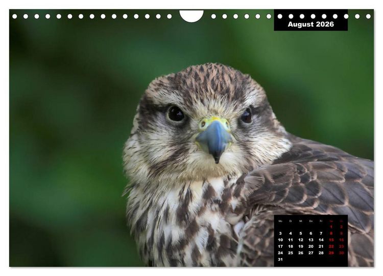Produktbild: Greifv&ouml;gel - Herrscher der L&uuml;fte (Wandkalender 2026 DIN A4 quer), CALVENDO Monatskalender