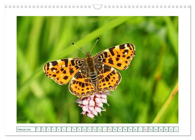 Produktbild: Schmetterlinge: zart und bunt (Wandkalender 2026 DIN A3 quer), CALVENDO Monatskalender