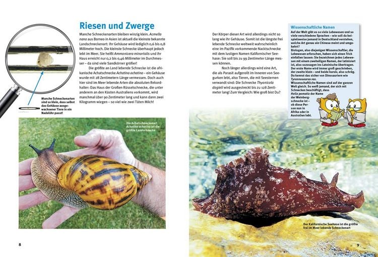 Produktbild: Entdecke die Schnecken