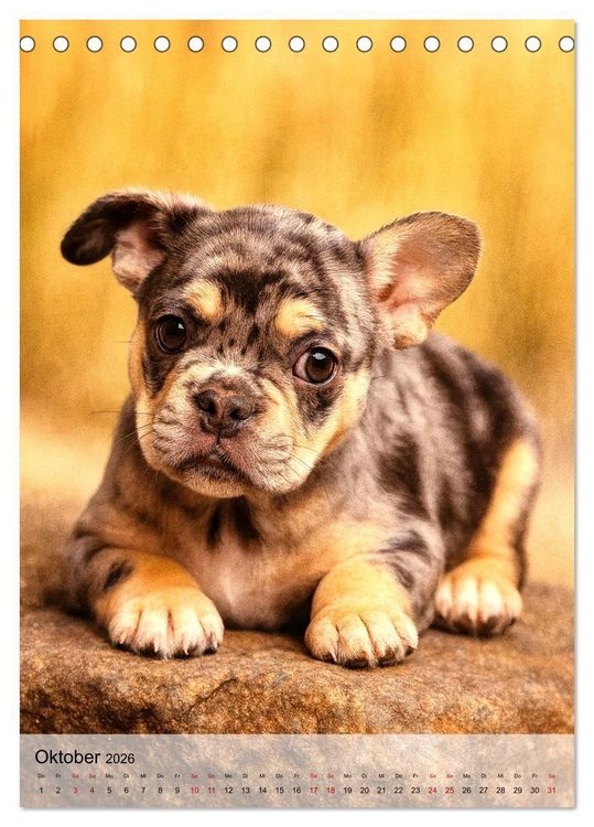 Produktbild: Frenchies Love &ndash; Kleine Schnuten ganz gro&szlig; - Franz&ouml;sische Bulldoggen Welpen unwiderstehlich s&uuml;&szlig; (Tischkalender 2026 DIN A5 hoch), CALVENDO Monatskalender