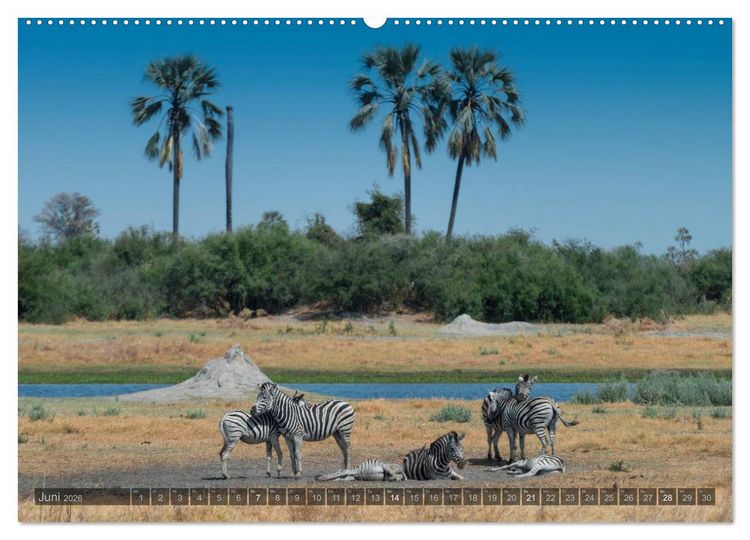 Produktbild: Botswana &ndash; Landschaft und Tierwelt (Wandkalender 2026 DIN A2 quer), CALVENDO Monatskalender