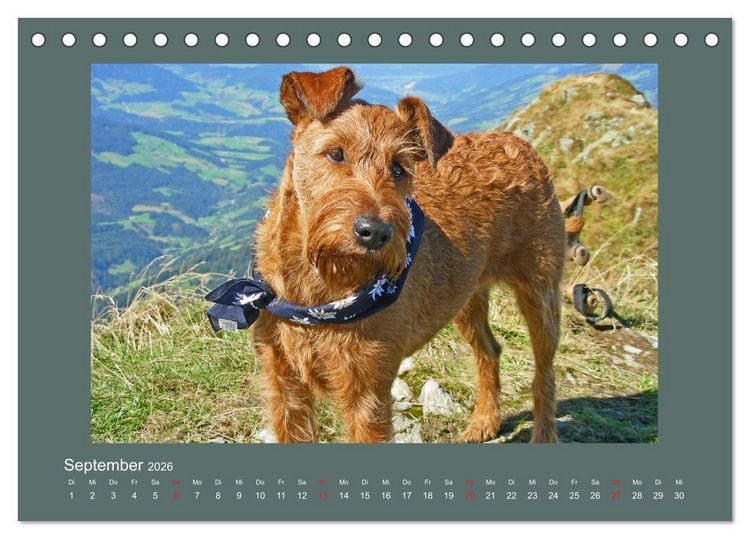 Produktbild: Kelly, der Irish Terrier - innen und au&szlig;en aus Gold (Tischkalender 2026 DIN A5 quer), CALVENDO Monatskalender