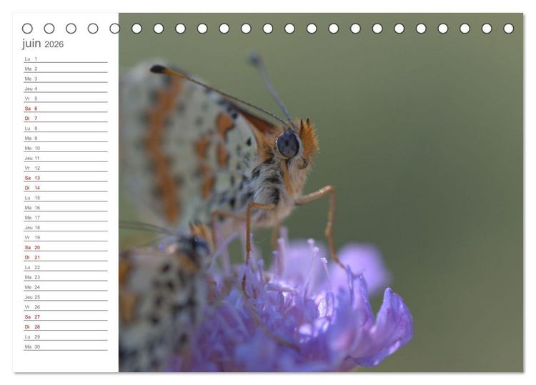 Produktbild: Dans le jardin des papillons (Calendrier de bureau 2026 DIN A5 vertical), CALVENDO calendrier mensuel