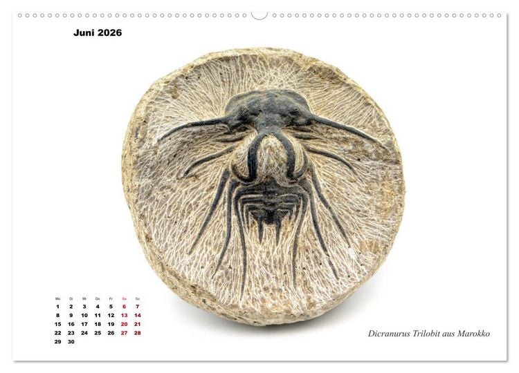 Produktbild: Fossilien - Ammoniten, Trilobiten, Erdgeschichte (Wandkalender 2026 DIN A2 quer), CALVENDO Monatskalender