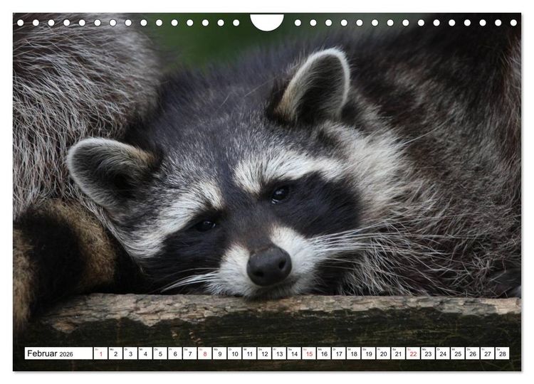 Produktbild: Heimische Tiere (Wandkalender 2026 DIN A4 quer), CALVENDO Monatskalender