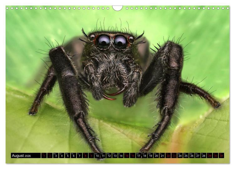 Produktbild: Jumping Spiders (Wall Calendar 2026 DIN A3 landscape), CALVENDO 12 Month Wall Calendar
