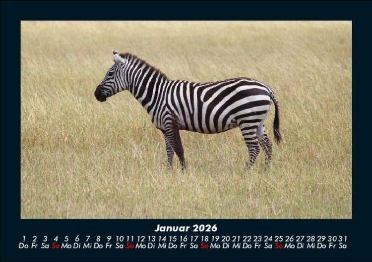 Produktbild: Zebrazauber 2026 Fotokalender DIN A5