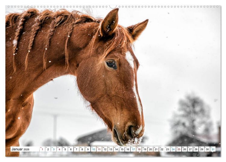 Produktbild: Durch das Jahr mit der Trakehner-Stute Fleur (Wandkalender 2026 DIN A2 quer), CALVENDO Monatskalender