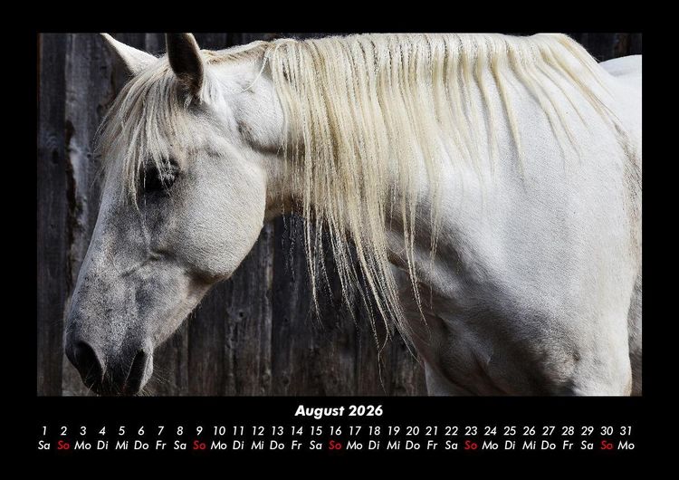 Produktbild: Pferde Kalender 2026 Fotokalender DIN A3
