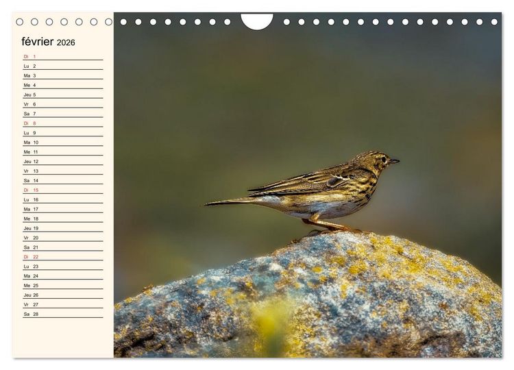 Produktbild: Notre nature sauvage, les passereaux d'Europe (Calendrier mural 2026 DIN A4 vertical), CALVENDO calendrier mensuel