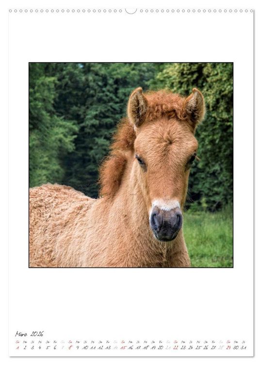 Produktbild: Nachwuchs bei den Islandpferden (hochwertiger Premium Wandkalender 2026 DIN A2 hoch), Kunstdruck in Hochglanz