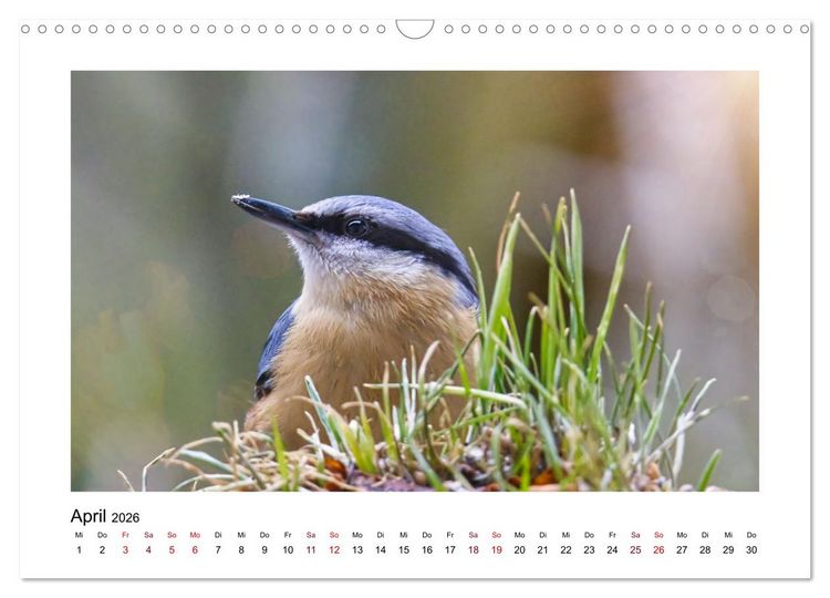 Produktbild: Flinke Kleiber (Wandkalender 2026 DIN A3 quer), CALVENDO Monatskalender
