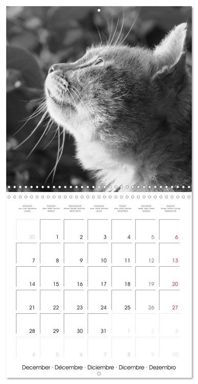 Produktbild: Black and white cat whispers (Wall Calendar 2026 12 &times; 12 Inch) CALVENDO 12 Month Wall Calendar