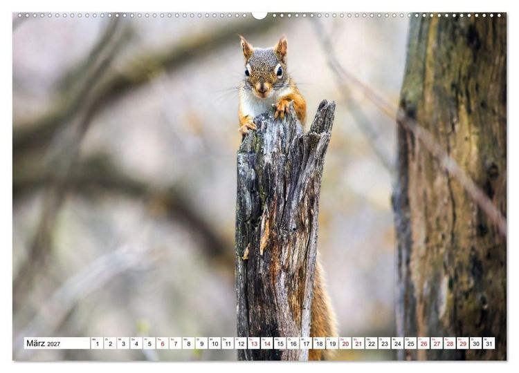 Produktbild: Eichh&ouml;rnchen - Kleine Tiere mit gro&szlig;em Charakter (Wandkalender 2027 DIN A2 quer), CALVENDO Monatskalender