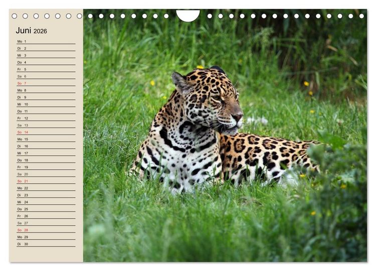 Produktbild: Regenwald. Tiere im Dschungel (Wandkalender 2026 DIN A4 quer), CALVENDO Monatskalender