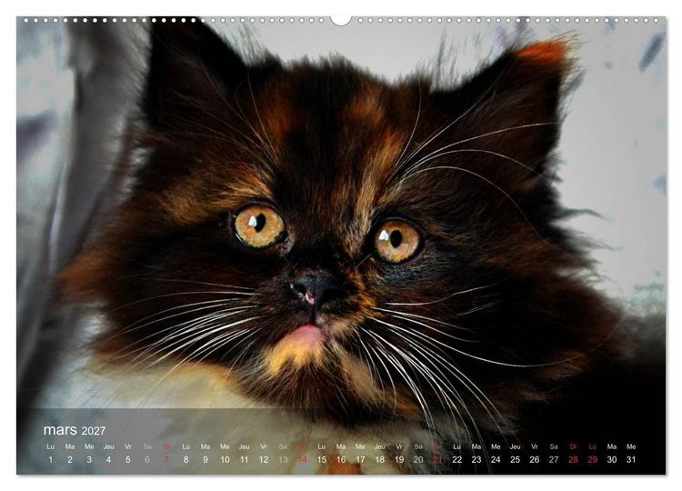 Produktbild: Mine de chat (Calendrier mural haut de gamme 2027 DIN A2 vertical), CALVENDO calendrier mensuel