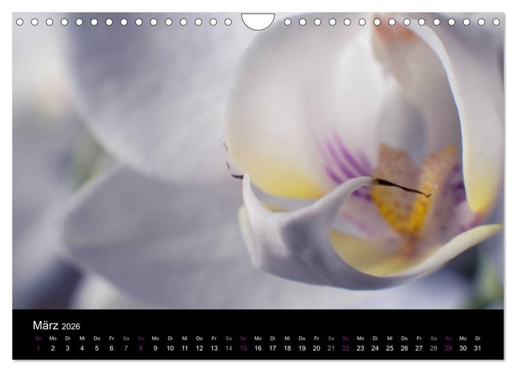 Produktbild: Orchideen Tr&auml;ume (Wandkalender 2026 DIN A4 quer), CALVENDO Monatskalender