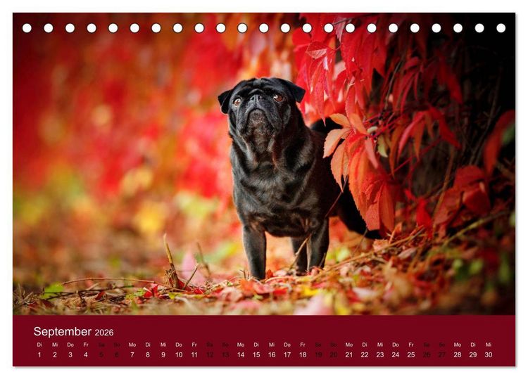 Produktbild: Diesel - ein mopsiges Leben (Tischkalender 2026 DIN A5 quer), CALVENDO Monatskalender