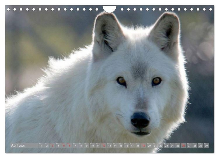 Produktbild: Wolves &bull; Faces of social hunters (Wall Calendar 2026 DIN A4 landscape), CALVENDO 12 Month Wall Calendar