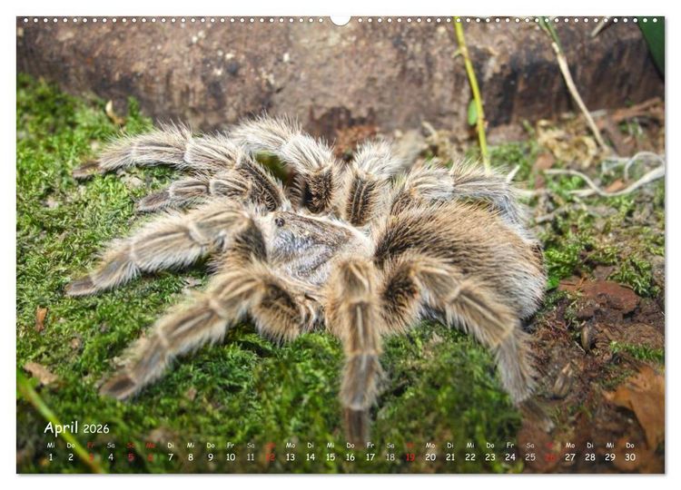 Produktbild: Vogelspinnen (hochwertiger Premium Wandkalender 2026 DIN A2 quer), Kunstdruck in Hochglanz