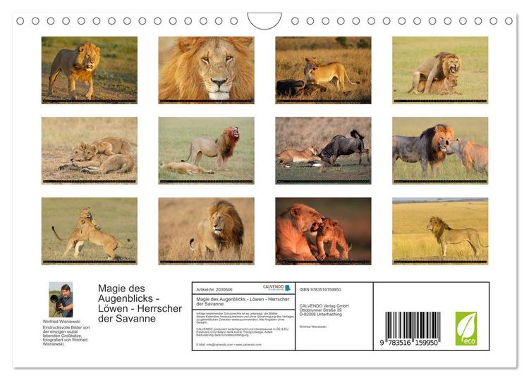 Produktbild: Magie des Augenblicks - L&ouml;wen - Herrscher der Savanne (Wandkalender 2026 DIN A4 quer), CALVENDO Monatskalender