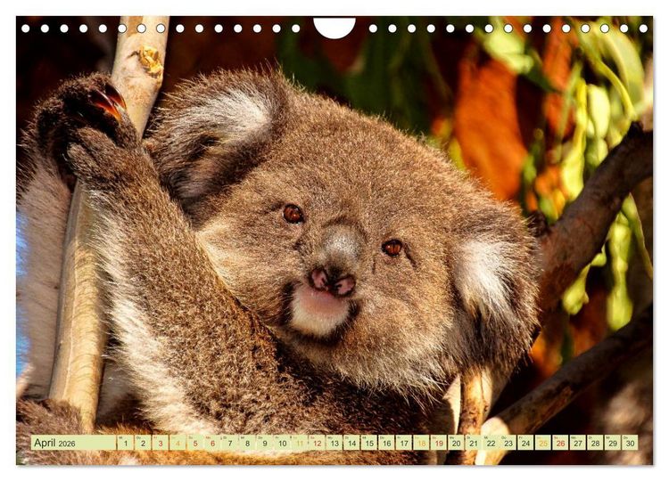 Produktbild: Koala - kleiner Teddy (Wandkalender 2026 DIN A4 quer), CALVENDO Monatskalender