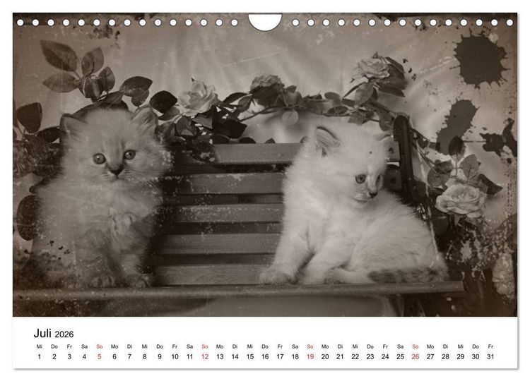 Produktbild: Oma's Katzenkalender 2026 (Wandkalender 2026 DIN A4 quer), CALVENDO Monatskalender