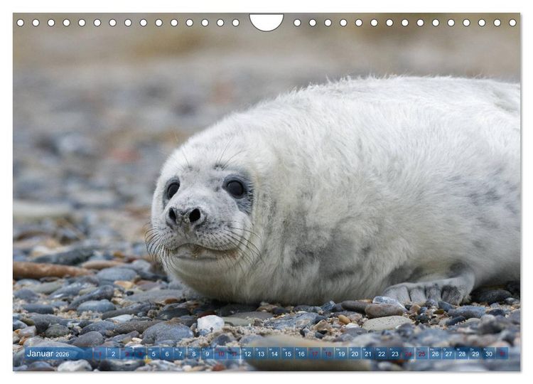 Produktbild: Robben - Lustige Bewohner Helgolands (Wandkalender 2026 DIN A4 quer), CALVENDO Monatskalender
