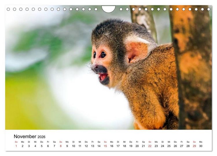 Produktbild: Totenkopfaffen (Wandkalender 2026 DIN A4 quer), CALVENDO Monatskalender