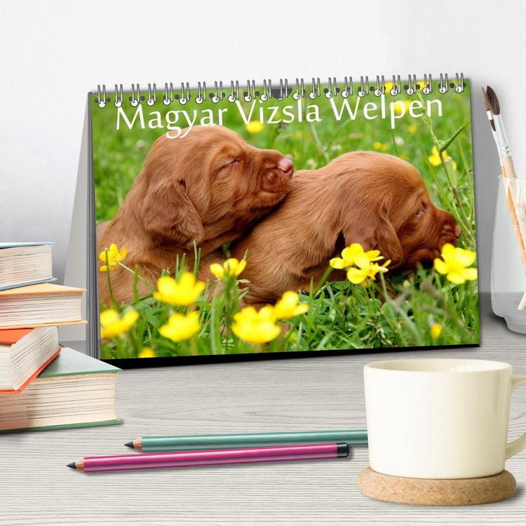 Produktbild: Magyar Vizsla Welpen (Tischkalender 2026 DIN A5 quer), CALVENDO Monatskalender