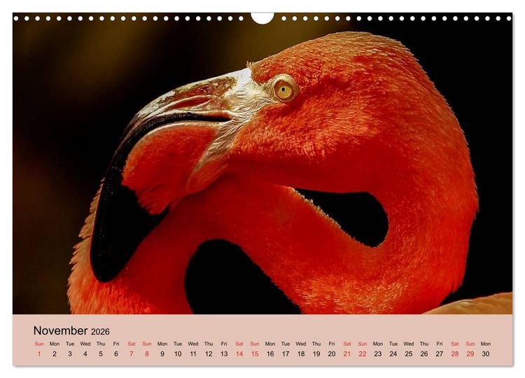 Produktbild: Just Flamingos (Wall Calendar 2026 DIN A3 landscape), CALVENDO 12 Month Wall Calendar