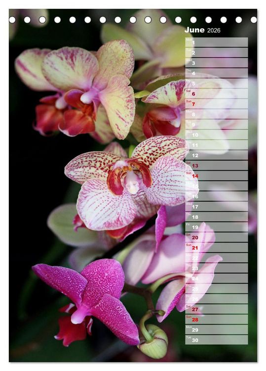 Produktbild: Kruse, G: Orchids - Infinite Variety (Desk Calendar 2026 DIN
