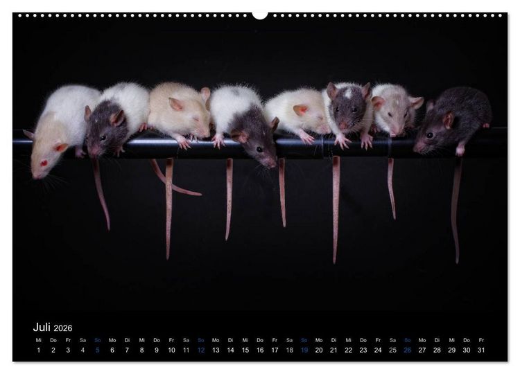 Produktbild: Ratten. Die gro&szlig;e Welt der kleinen Nager (Wandkalender 2026 DIN A2 quer), CALVENDO Monatskalender