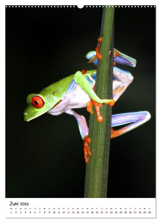 Produktbild: Costa Rica - Fauna & Flora (hochwertiger Premium Wandkalender 2026 DIN A2 hoch), Kunstdruck in Hochglanz