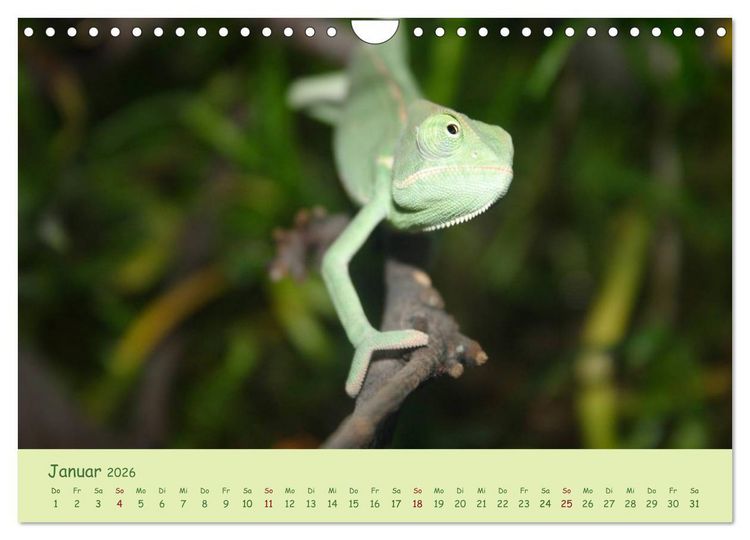 Produktbild: Augenblicke der Cham&auml;leons (Wandkalender 2026 DIN A4 quer), CALVENDO Monatskalender