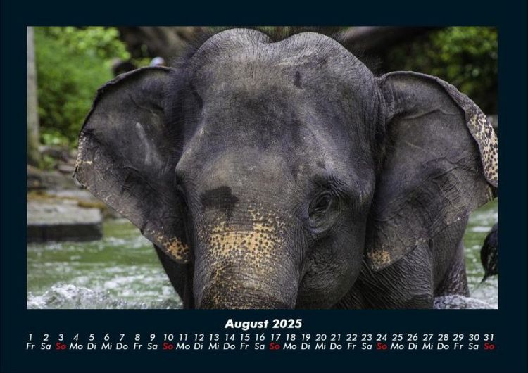 Produktbild: Elefanten 2025 Fotokalender DIN A4