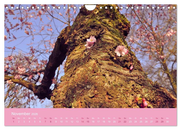 Produktbild: Zarte Kirschbl&uuml;ten - Berauschende Gedankend&uuml;fte (Wandkalender 2026 DIN A4 quer), CALVENDO Monatskalender