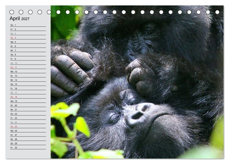 Produktbild: Berggorillas - die sanften Riesen (Tischkalender 2027 DIN A5 quer), CALVENDO Monatskalender