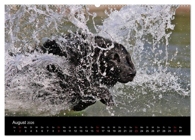 Produktbild: Flatcoated Retriever (Wandkalender 2026 DIN A2 quer), CALVENDO Monatskalender