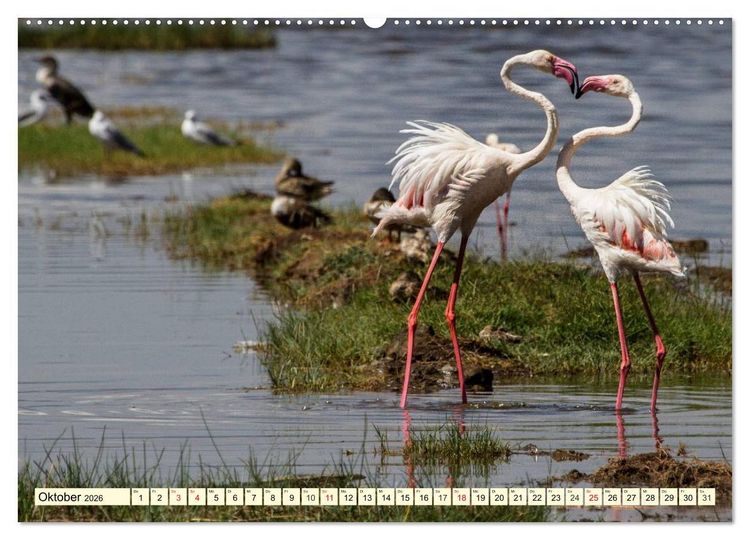 Produktbild: Wildes Leben in Botswana (Wandkalender 2026 DIN A2 quer), CALVENDO Monatskalender