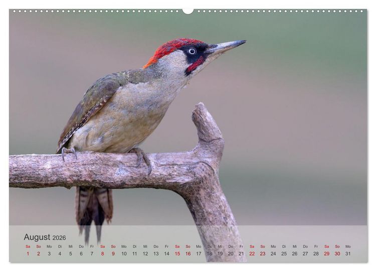 Produktbild: Fantastische Vogelwelt Slowenien (Wandkalender 2026 DIN A2 quer), CALVENDO Monatskalender
