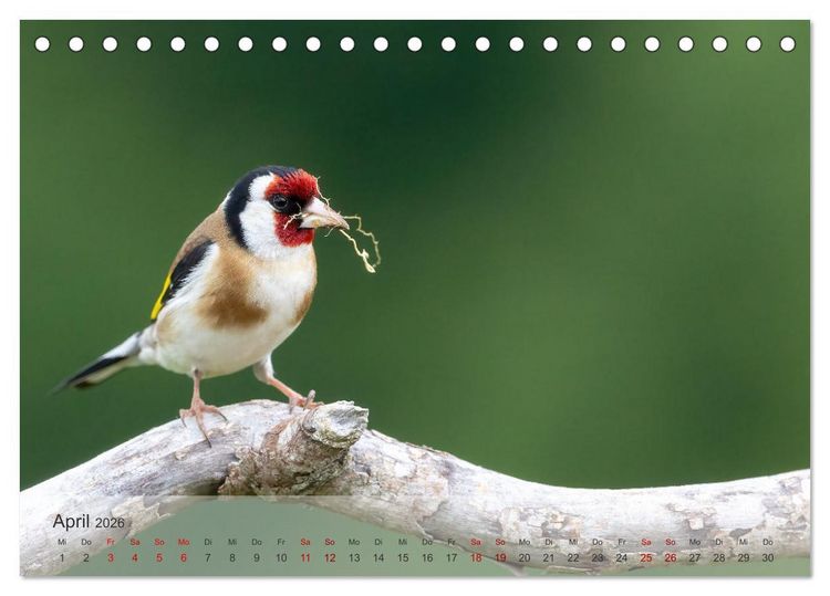 Produktbild: Fantastische Vogelwelt Slowenien (Tischkalender 2026 DIN A5 quer), CALVENDO Monatskalender