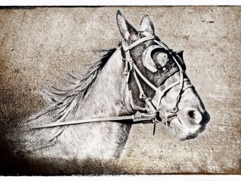 Produktbild: CALVENDO Puzzle Der Traber | 1000 Teile Lege-Gr&ouml;&szlig;e 64x48cm Foto-Puzzle f&uuml;r gl&uuml;ckliche Stunden