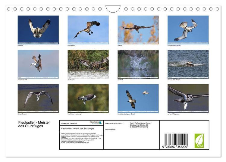 Produktbild: Fischadler - Meister des Sturzfluges (Wandkalender 2026 DIN A4 quer), CALVENDO Monatskalender