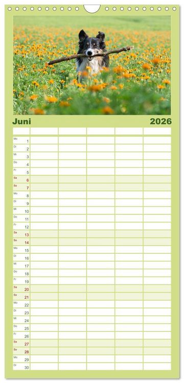 Produktbild: Familienplaner 2026 - Border Collies mit 5 Spalten (Wandkalender, 21 x 45 cm) CALVENDO
